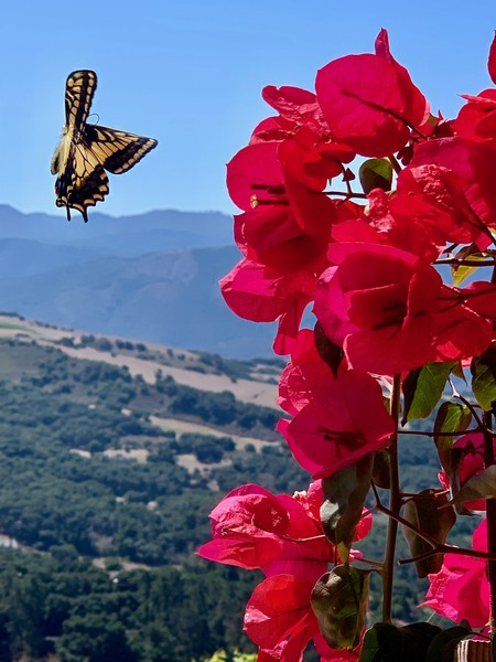 Colorful butterfly near vibrant pink bougainvillea flowers against mountain landscape.