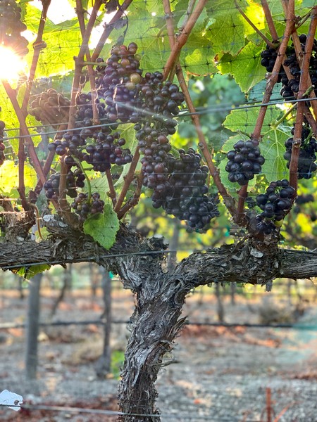 Vineyard with ripe black grapes hanging from the vine in sunlight.
