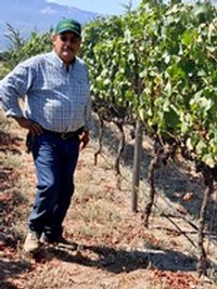 Man in a blue checkered shirt and sunglasses standing in a vineyard with green grapevines.